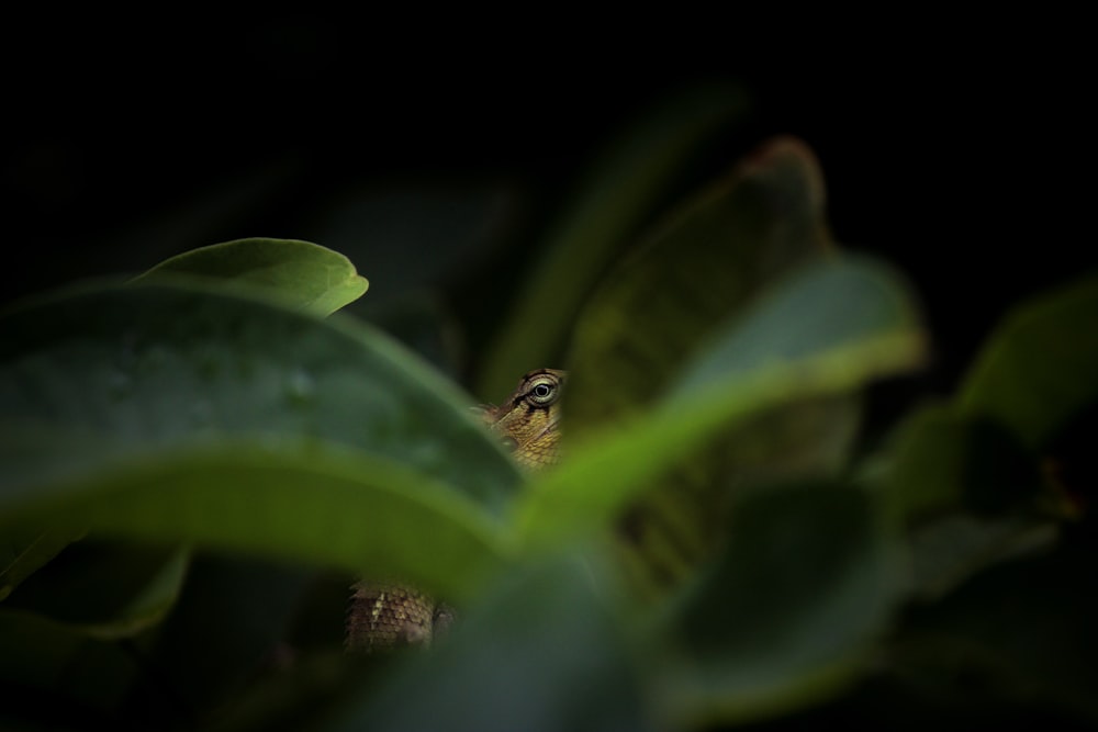 a close up of a plant with a bug on it