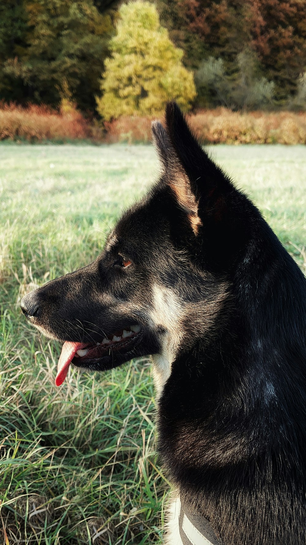 a black and white dog sitting in the grass