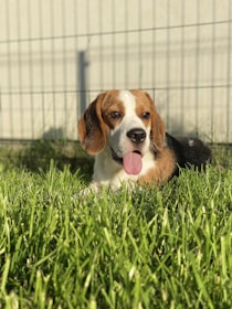 A pet sitter gently playing fetch with a lively beagle in a fenced backyard.