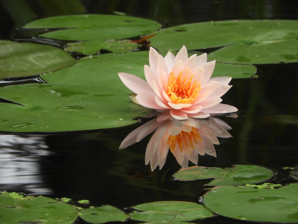 a pink water lily in a pond with lily pads