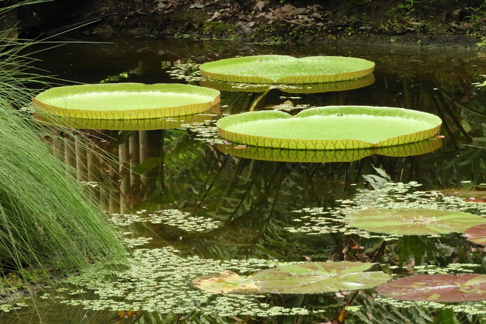a pond filled with lots of green water lilies