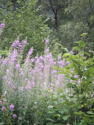 A close-up of vibrant wildlife in a lush California forest.