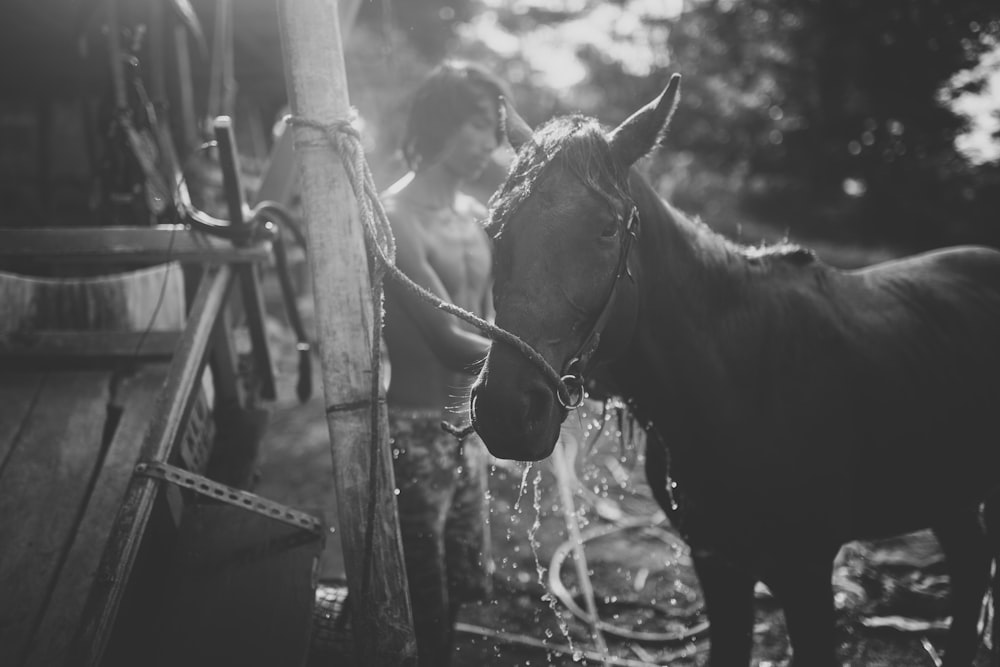 a black and white photo of a horse drinking water