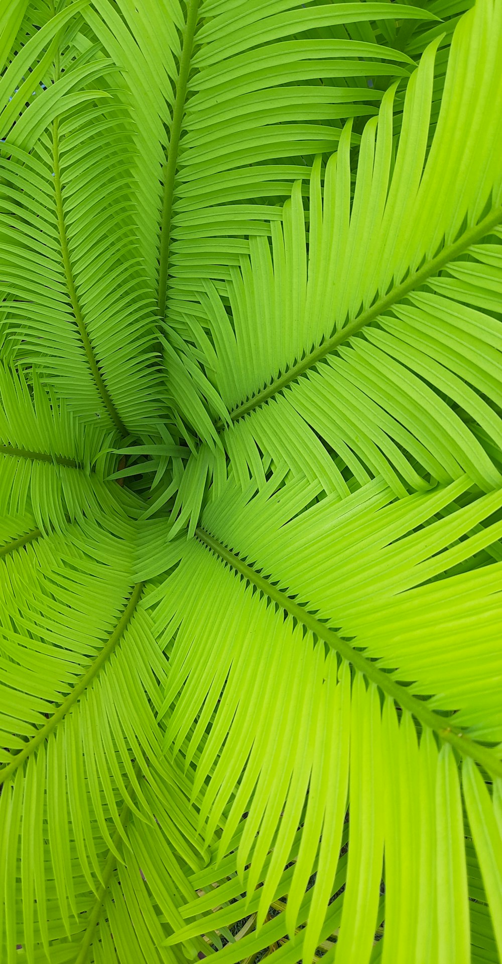 a close up view of a green palm leaf