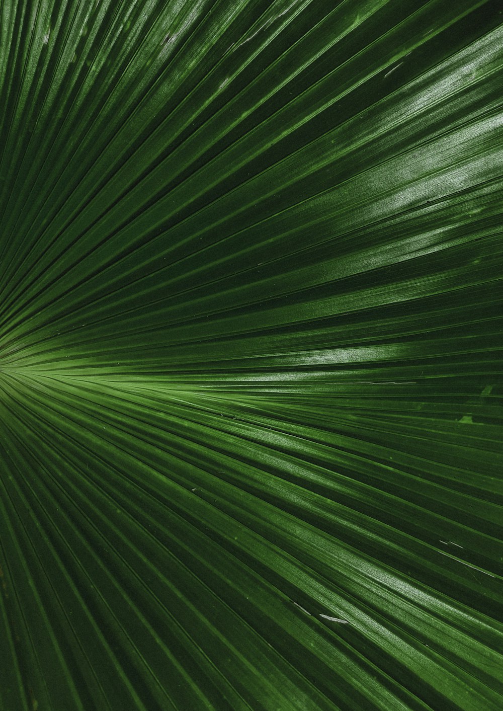 a close up of a large green leaf