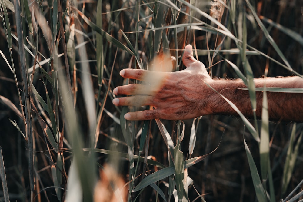 a hand reaching for something in a field of tall grass