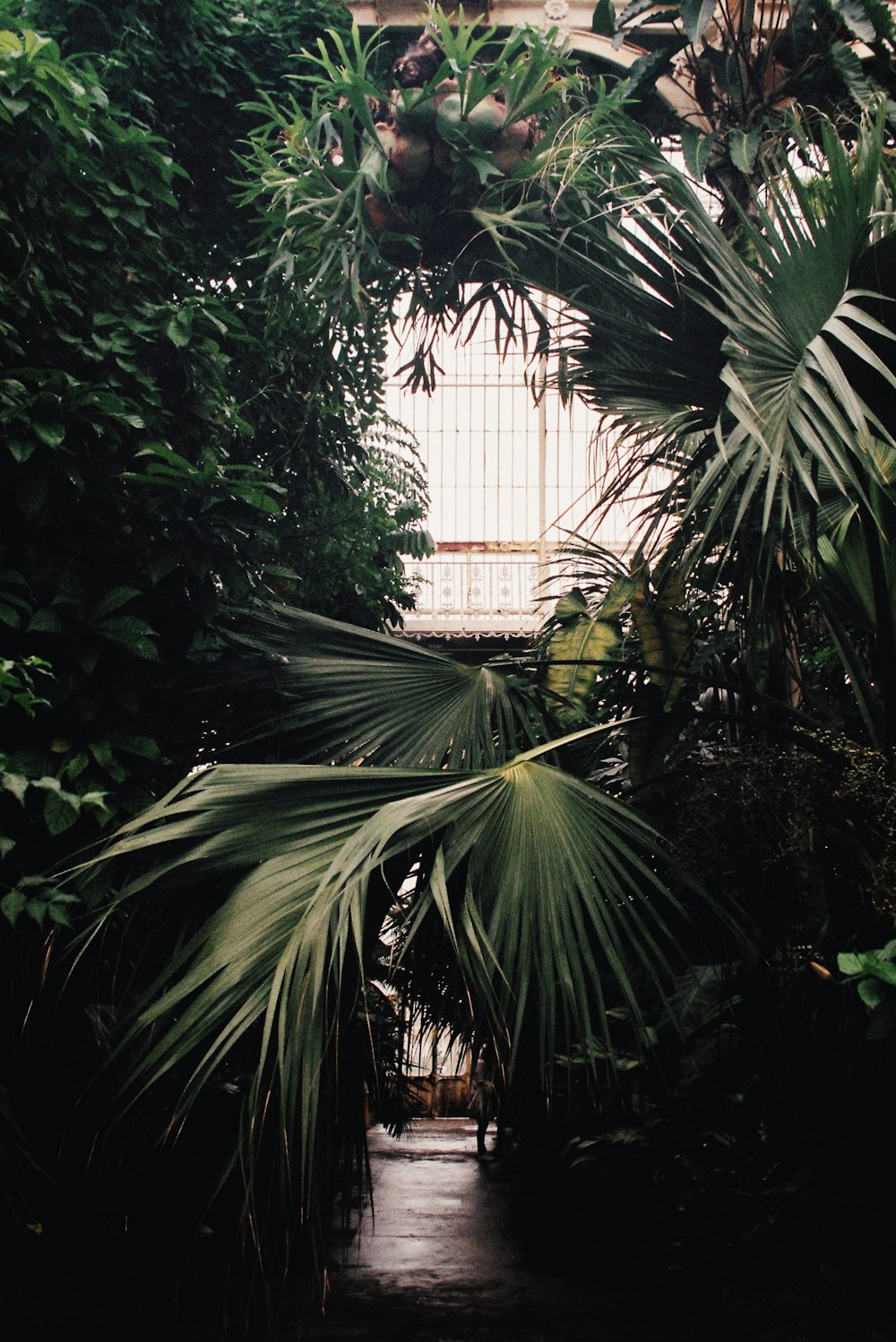 a view of the inside of a tropical greenhouse