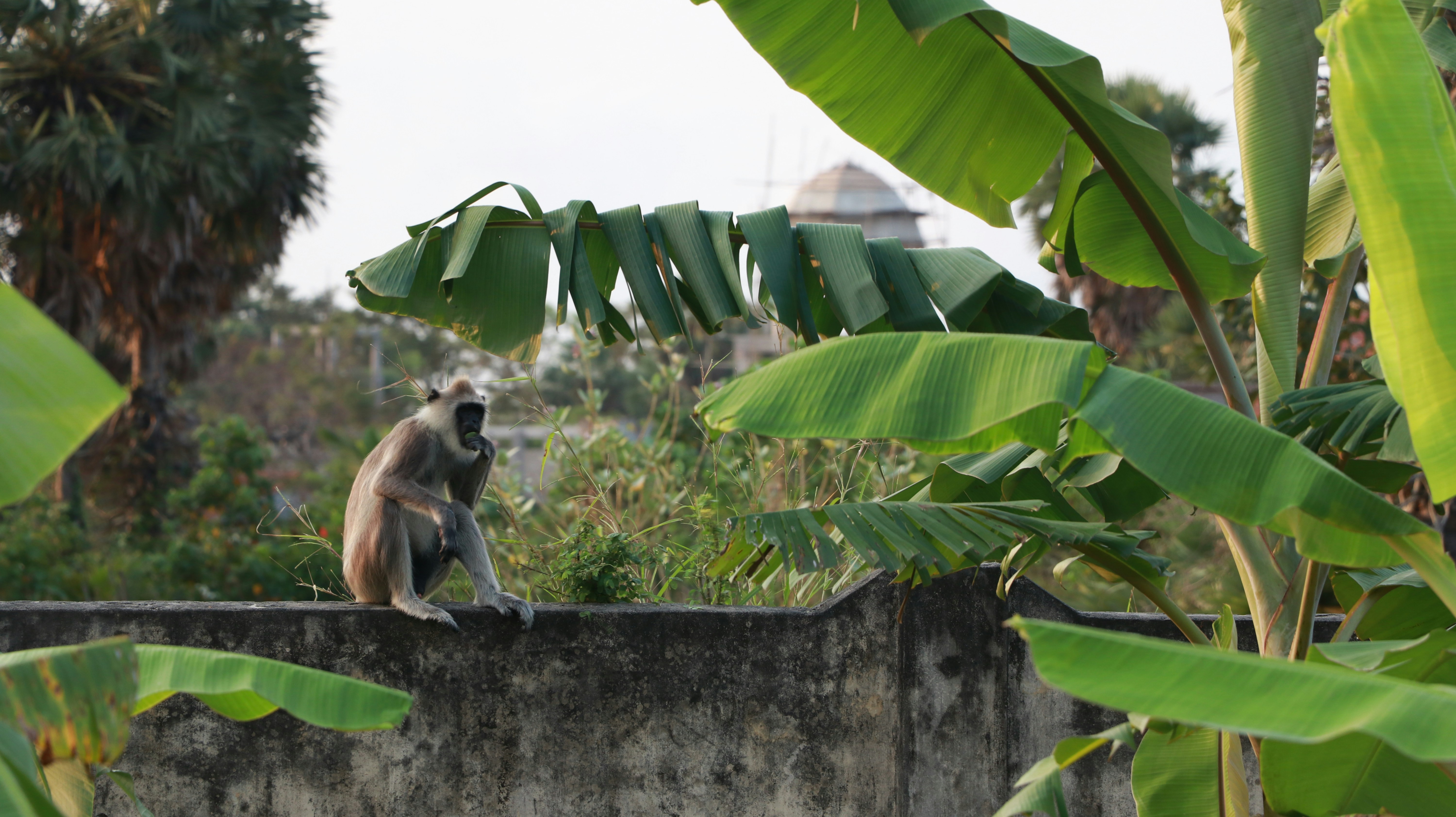 a monkey sitting on top of a cement wall