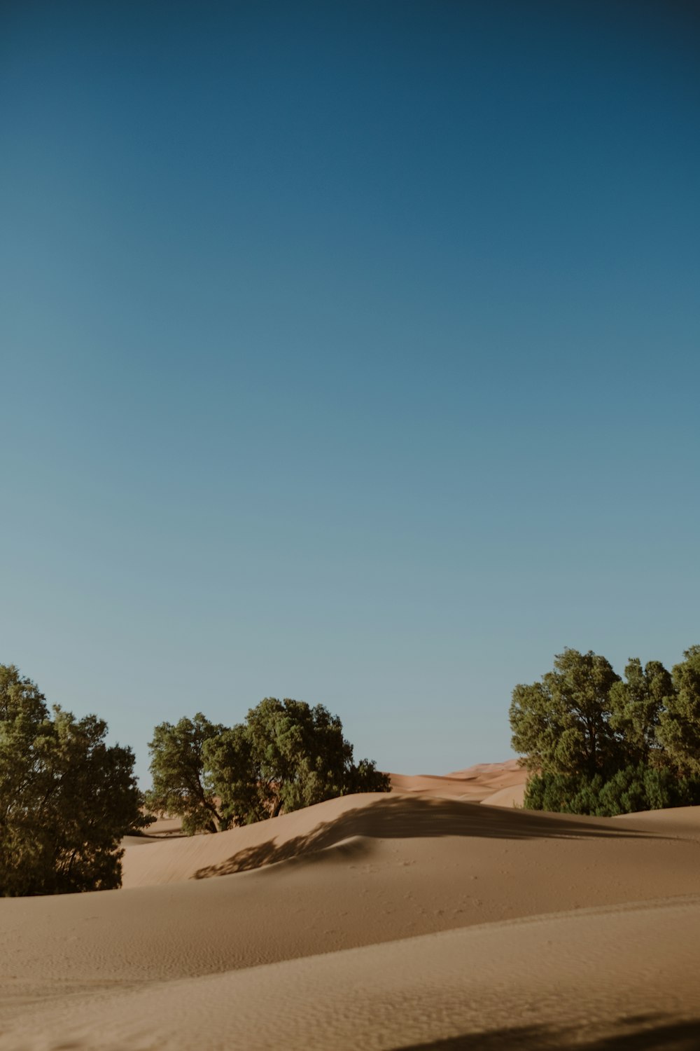 a group of trees sitting on top of a sandy hill