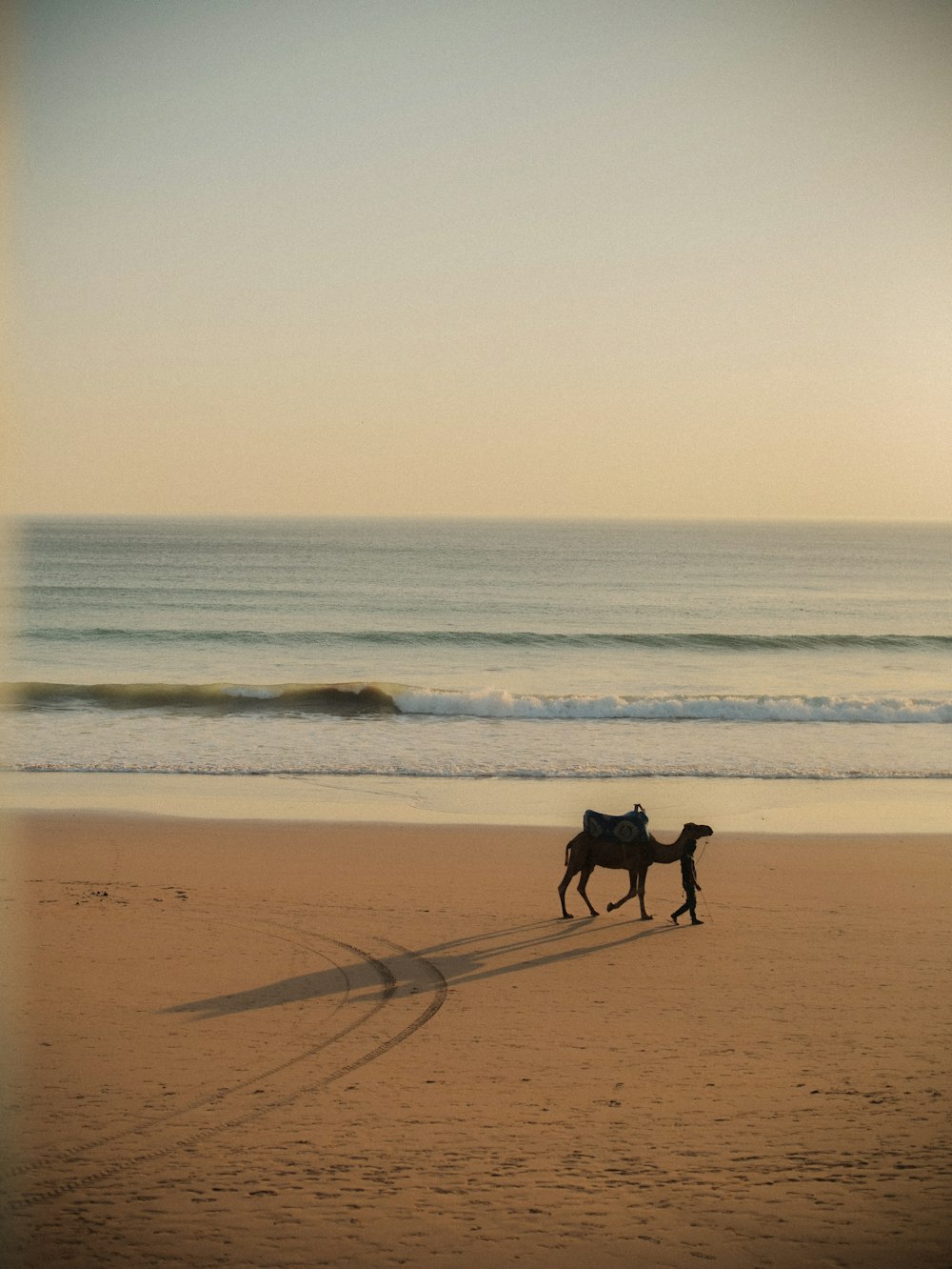 a couple of dogs walking across a sandy beach