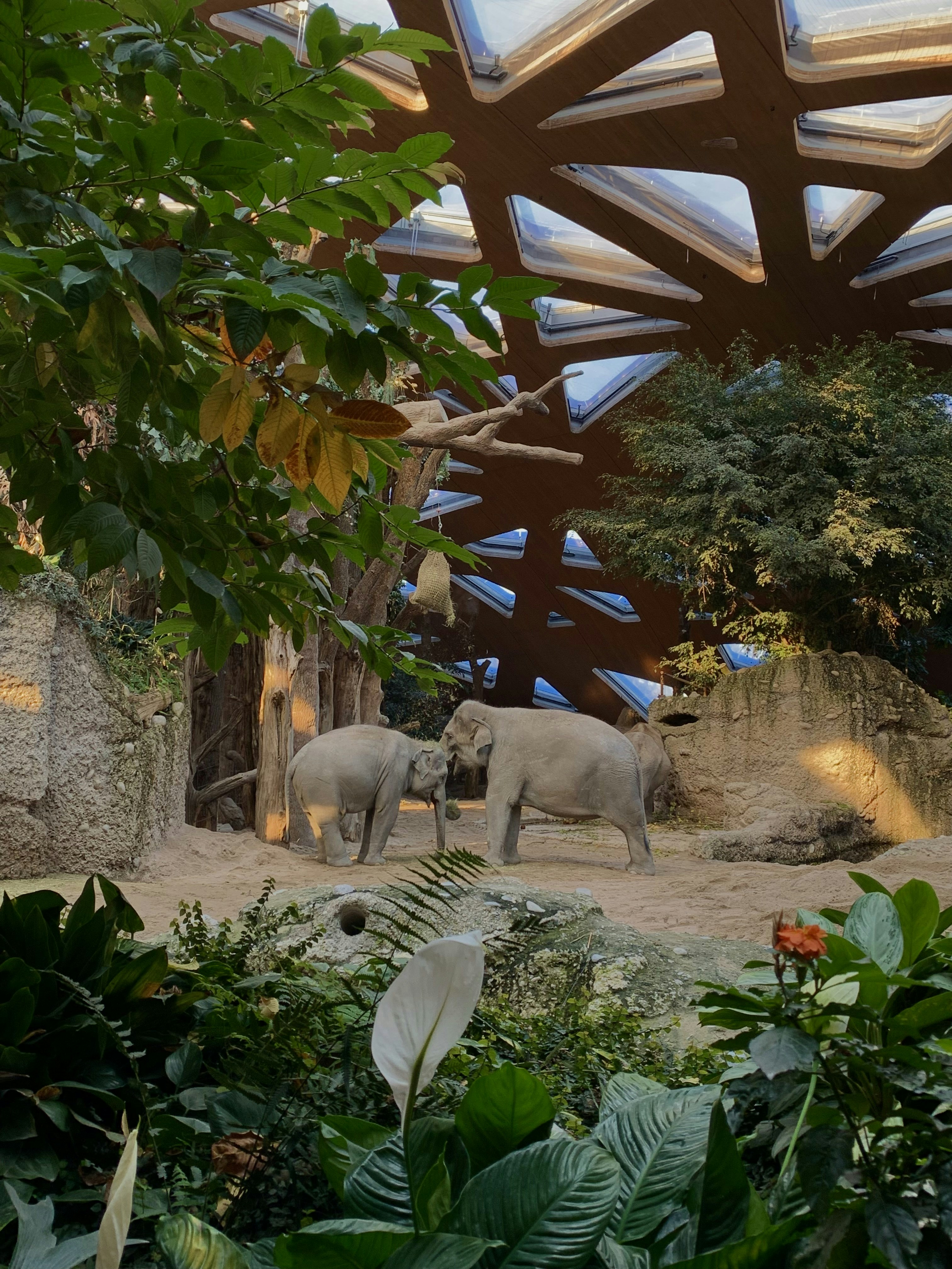 a couple of elephants standing next to each other