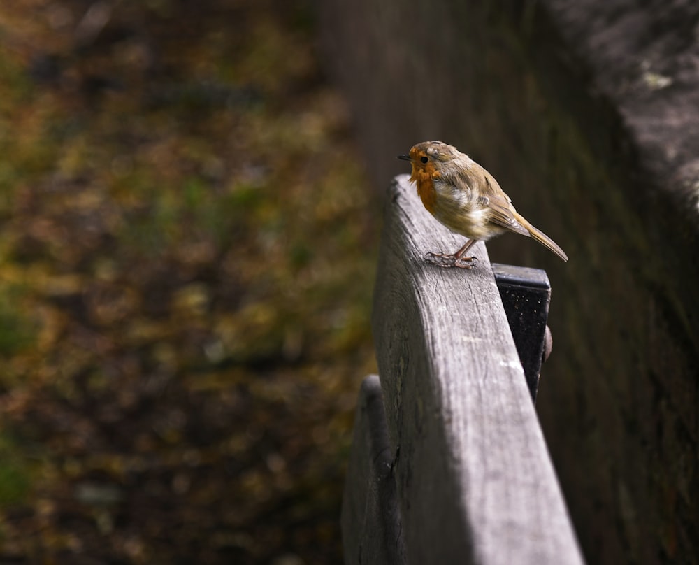 a small bird perched on a wooden rail