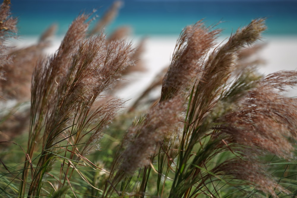 Un primer plano de un montón de hierba cerca de la playa
