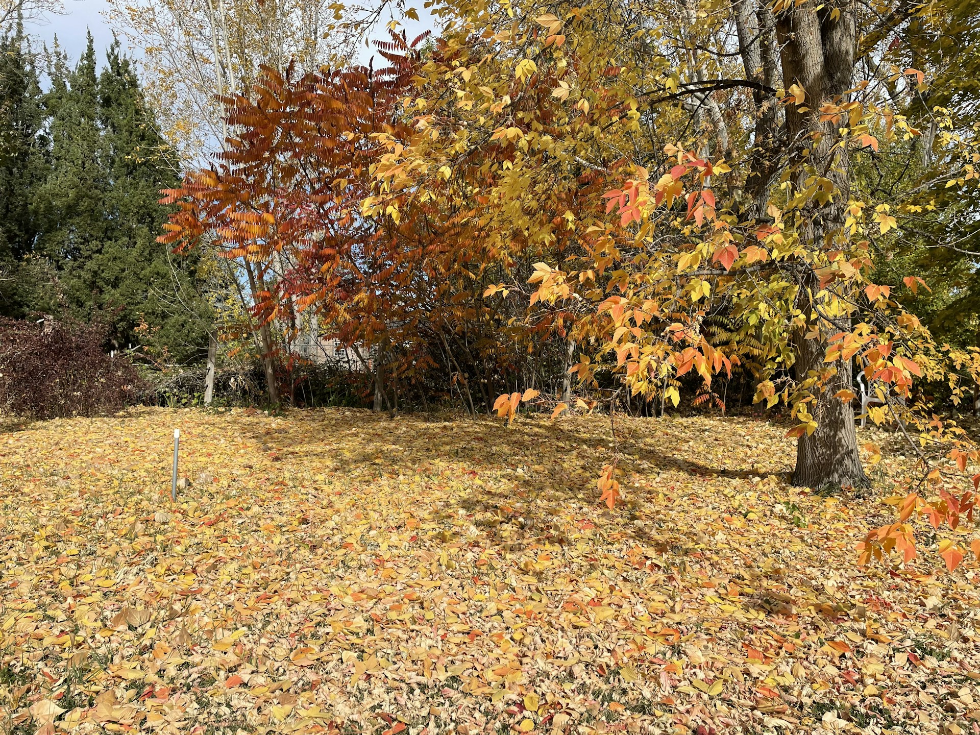 woman wearing yellow long-sleeved dress under white clouds and blue sky during daytime