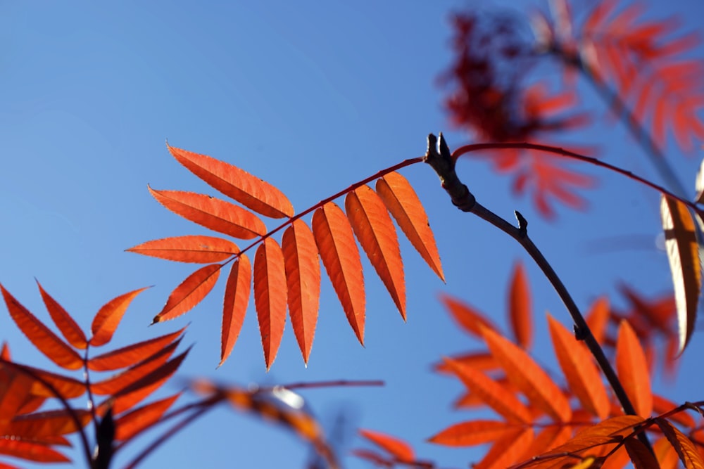 a branch of a tree with orange leaves