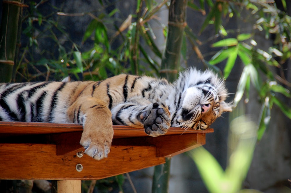 a tiger laying on top of a wooden table