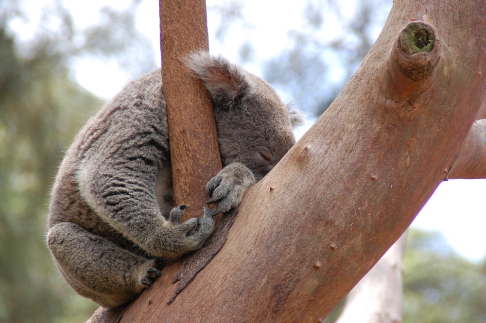 a koala sitting in a tree with its head on a branch