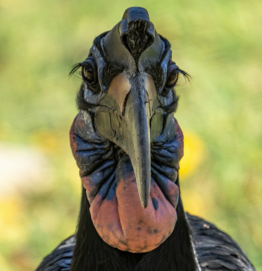 a close up of a black bird with a large beak