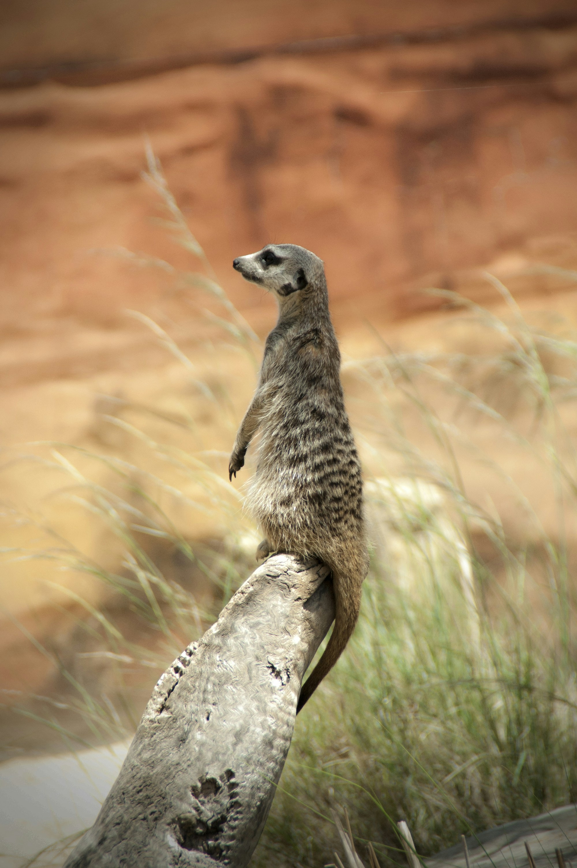 Inner Strategy Circle