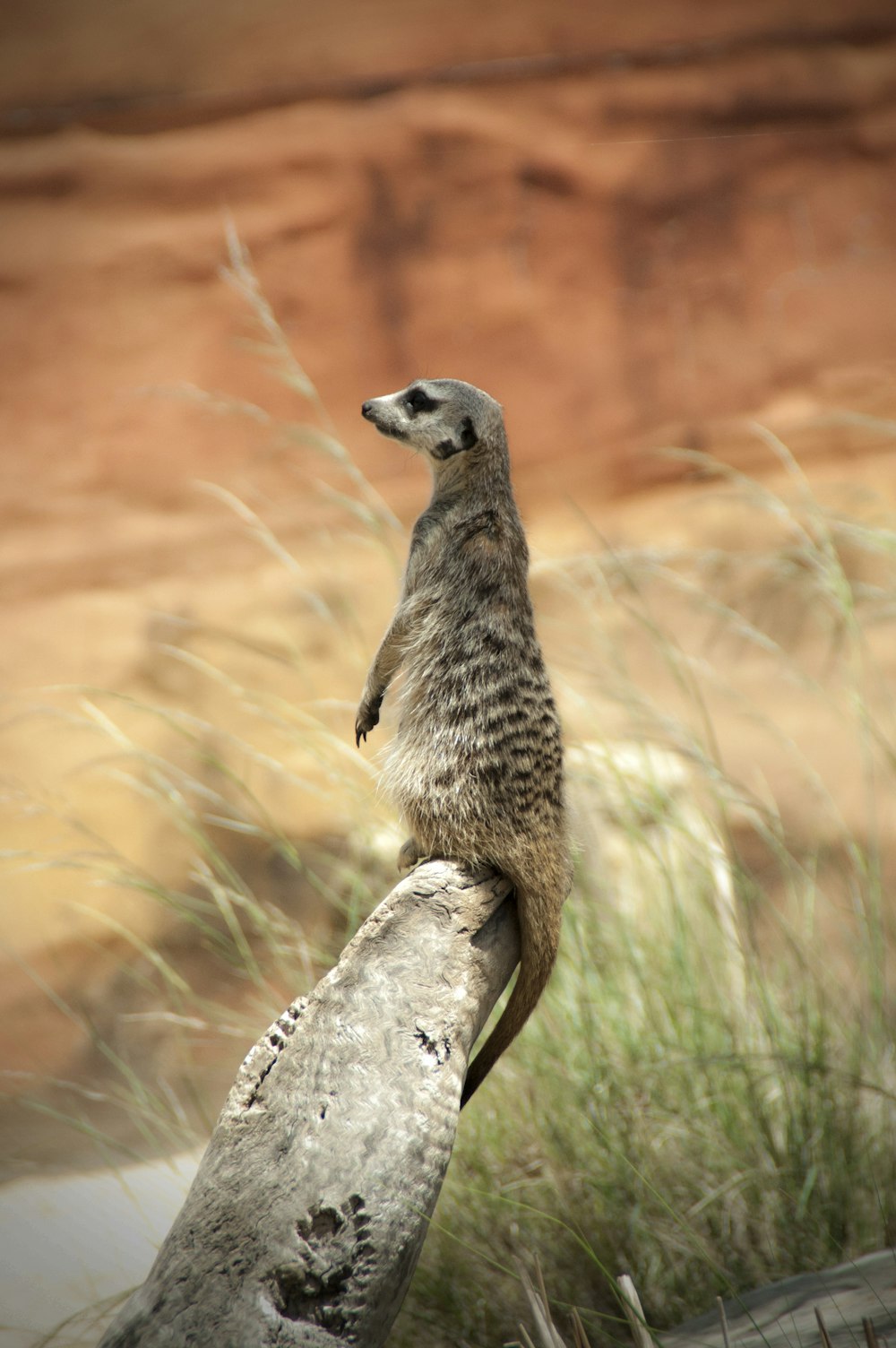 a meerkat standing on a log in a field