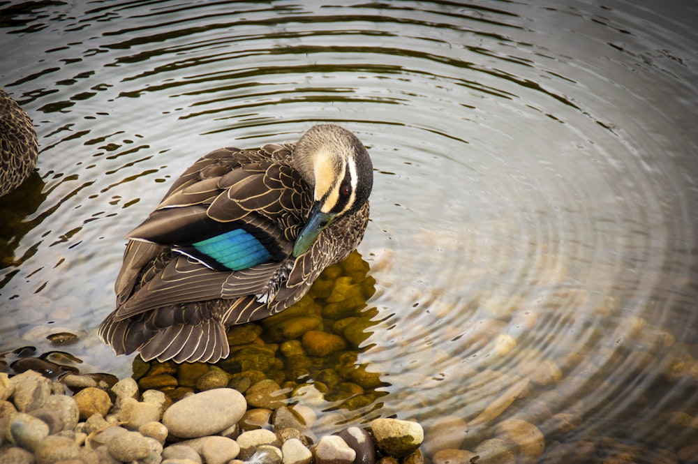 a duck sitting on a rock in the water