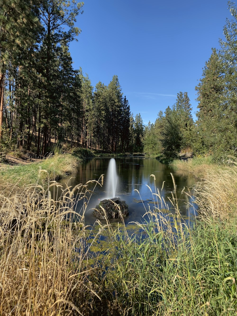 a pond surrounded by tall grass and trees