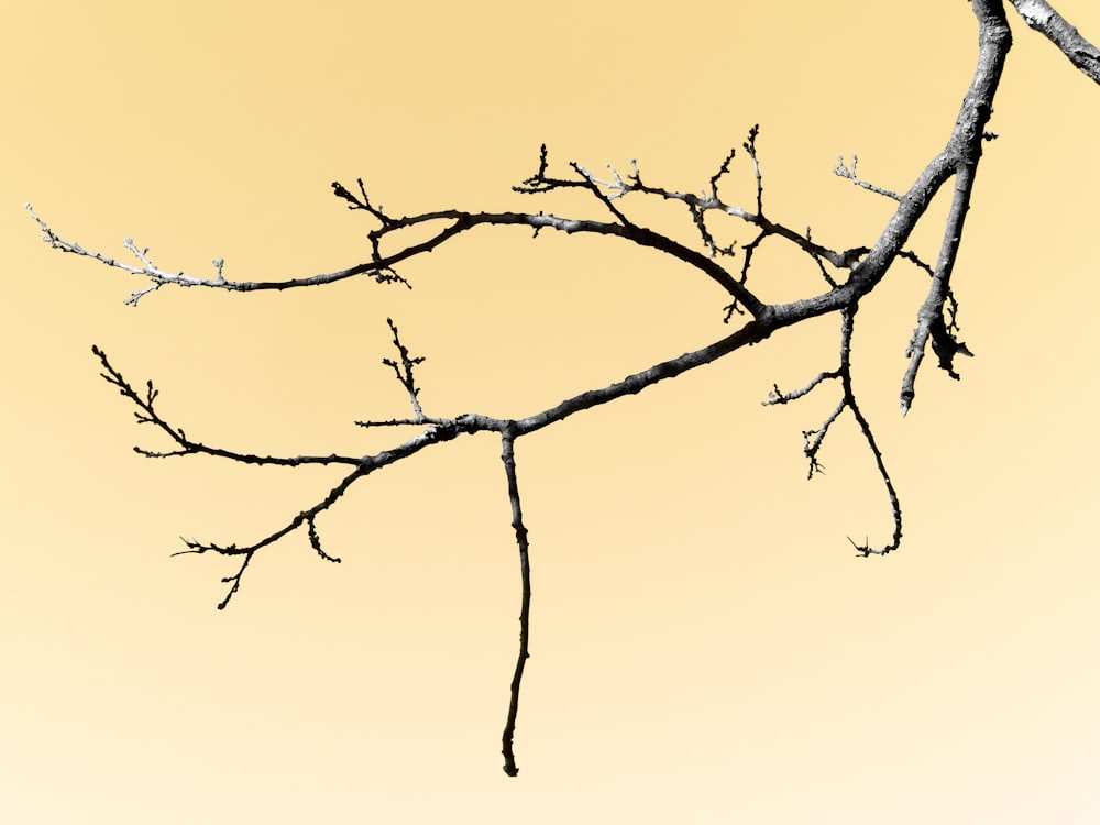 a bird perched on a branch of a tree