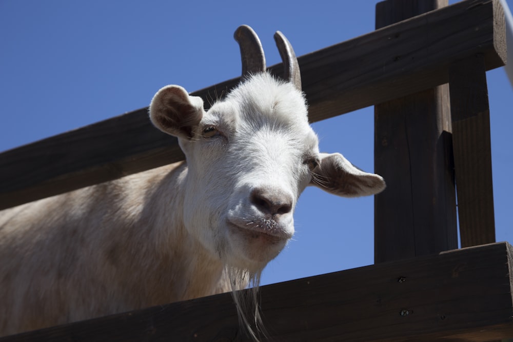 a goat with horns sticking out of a wooden fence