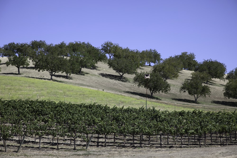 a field with trees and a hill in the background