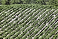 Rows of grapevines on a Lanzarote hillside.