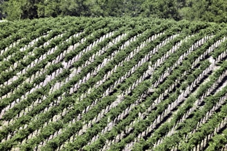 Rows of grapevines on a Lanzarote hillside.