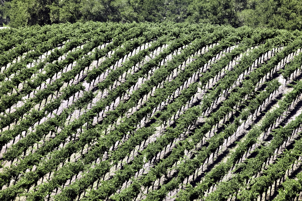 an aerial view of a field with many rows of trees