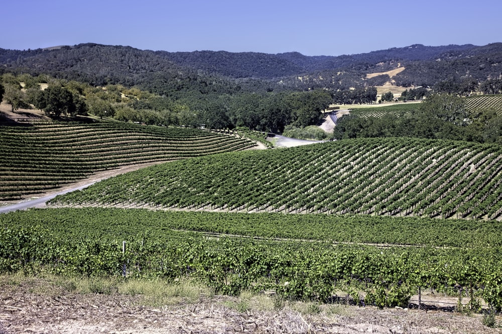 a large field of green plants with mountains in the background