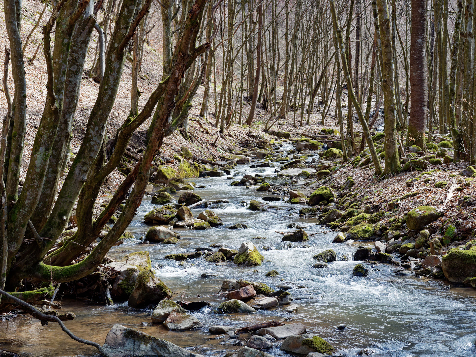 a stream running through a forest filled with trees