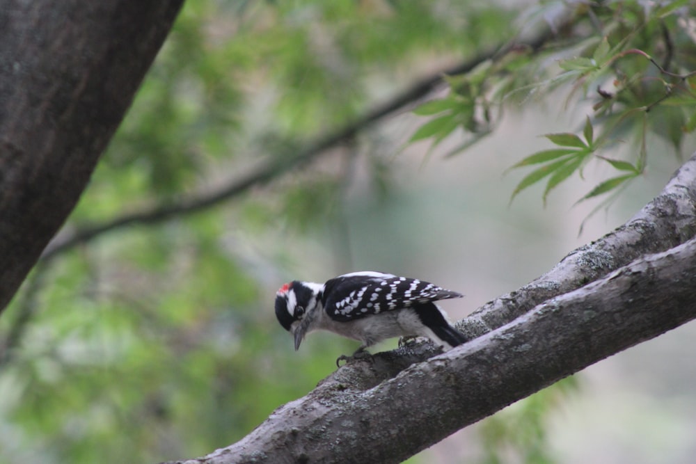 a black and white bird perched on a tree branch