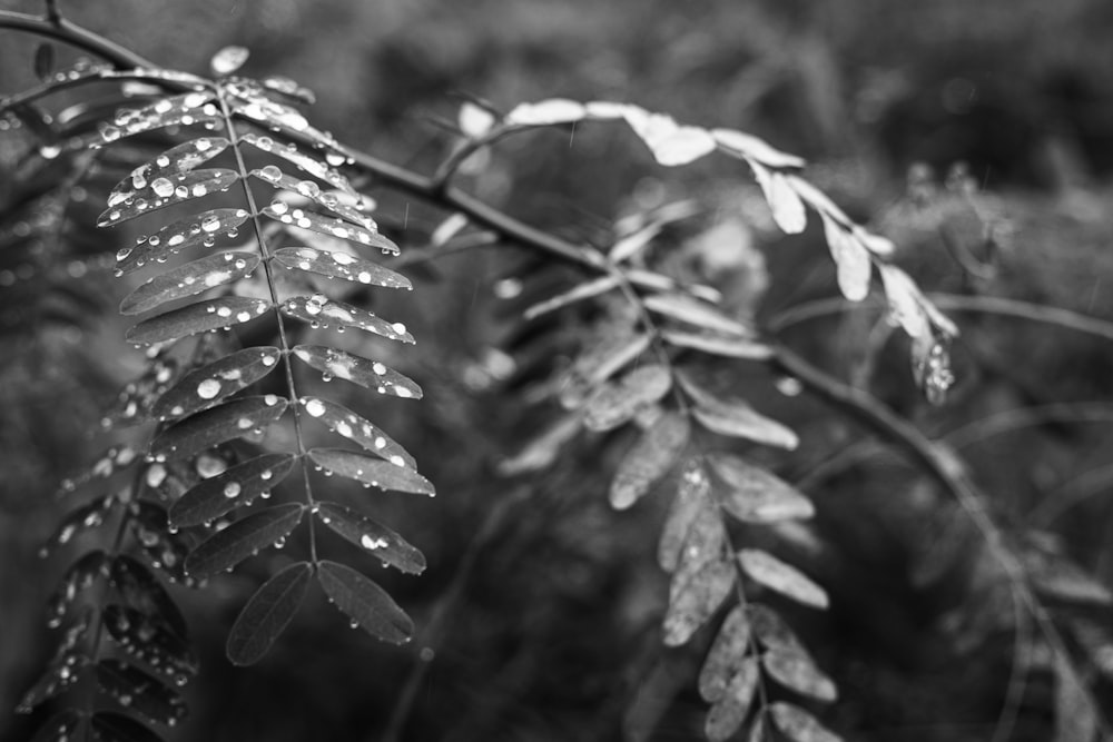 a black and white photo of a plant with water droplets on it