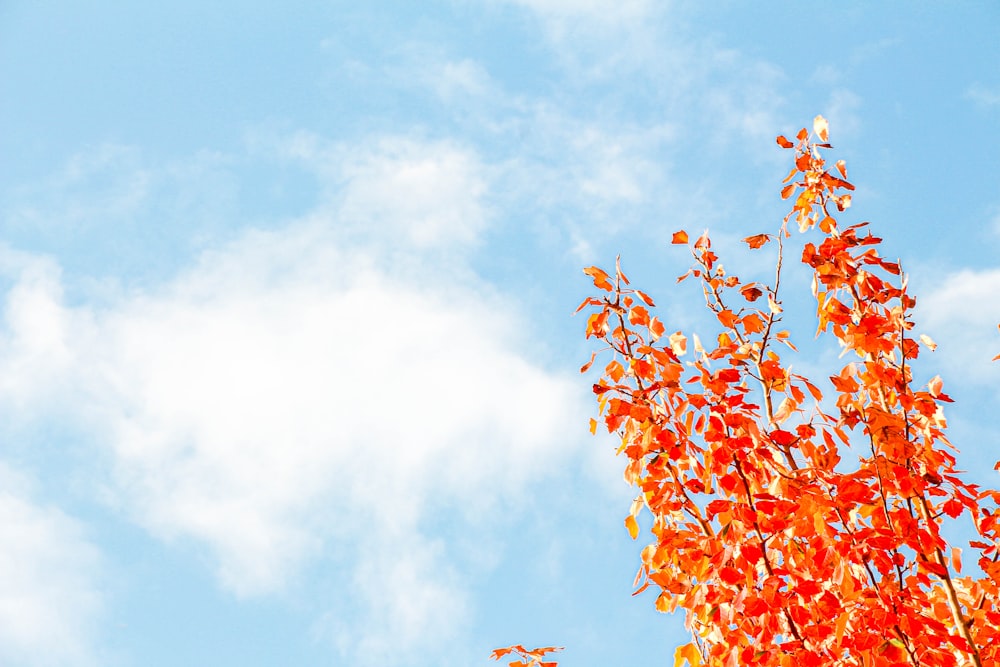 uma árvore com folhas alaranjadas e um céu azul no fundo