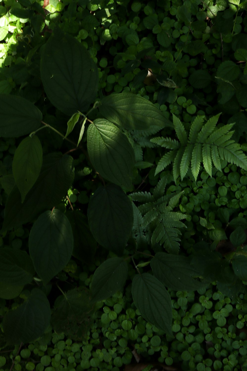 a close up of a bunch of green plants