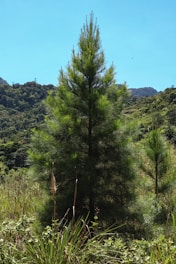 A tall evergreen tree stands prominently in the foreground, surrounded by lush greenery and natural vegetation. The background features rolling hills covered in dense forest under a clear blue sky. A few tall grass and shrubs are present at the base of the tree, adding to the natural and serene landscape.