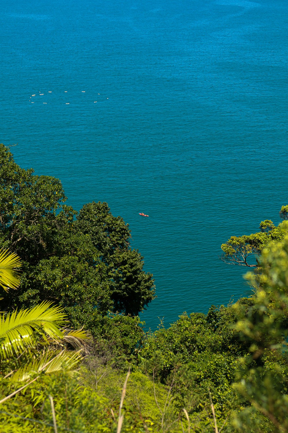 a body of water surrounded by trees and bushes