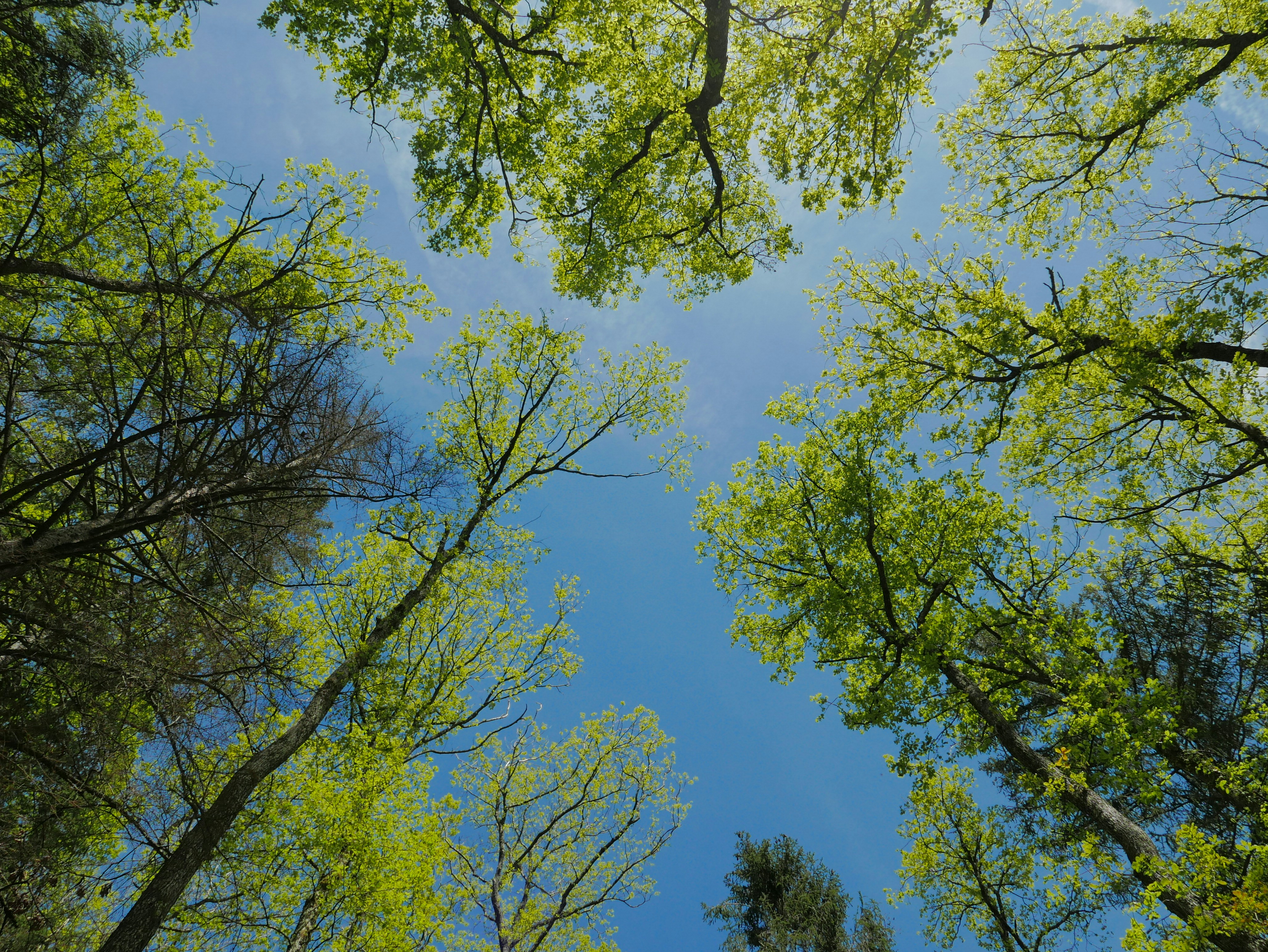 looking up at the tops of trees in a forest