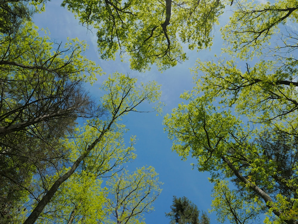 looking up at the tops of trees in a forest