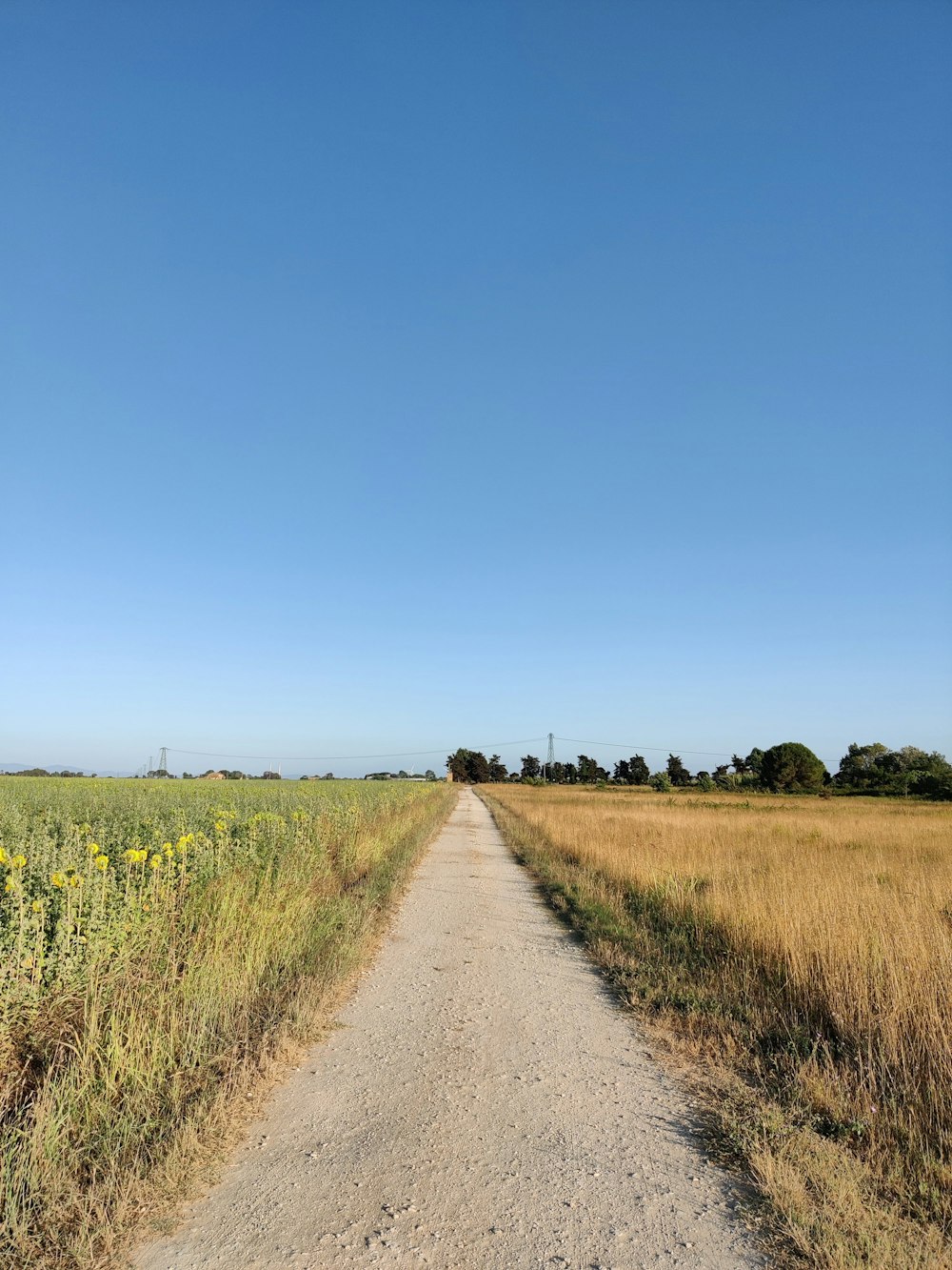 a dirt road in the middle of a field