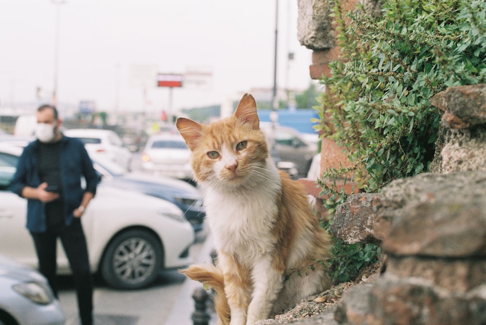 an orange and white cat sitting on the side of a road