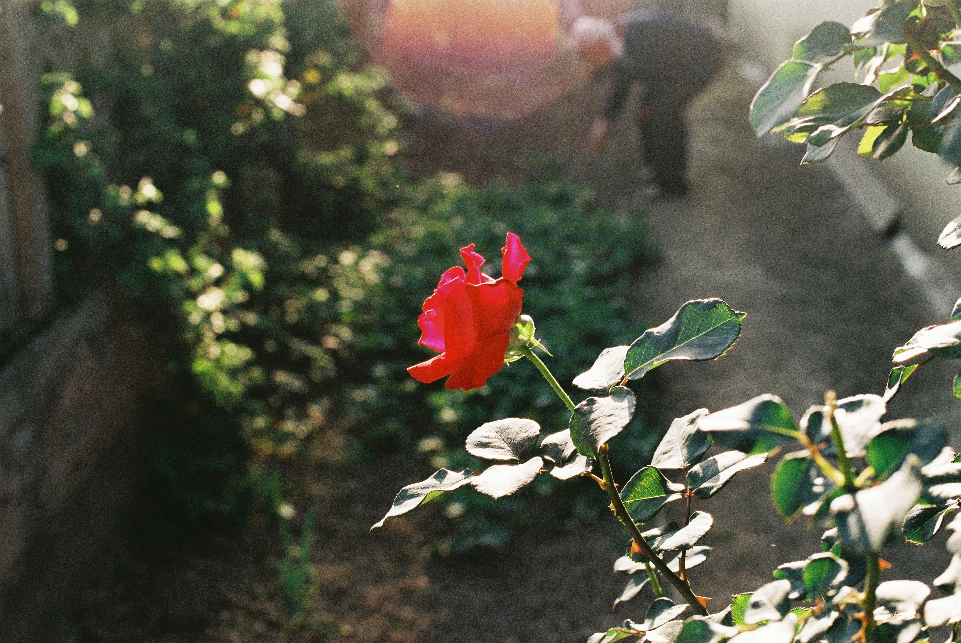 A red rose in the middle of a garden photo – Free Flower Image on Unsplash