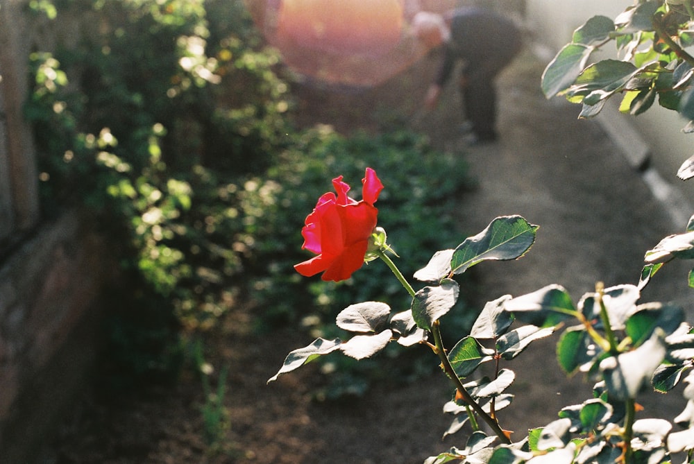 a red rose in the middle of a garden