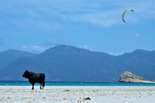 A black bull is standing on a sandy beach with a mountainous backdrop. The sky is clear and blue, and there is a colorful kite flying in the air. The sea has a beautiful turquoise hue, and rock formations can be seen in the distance.