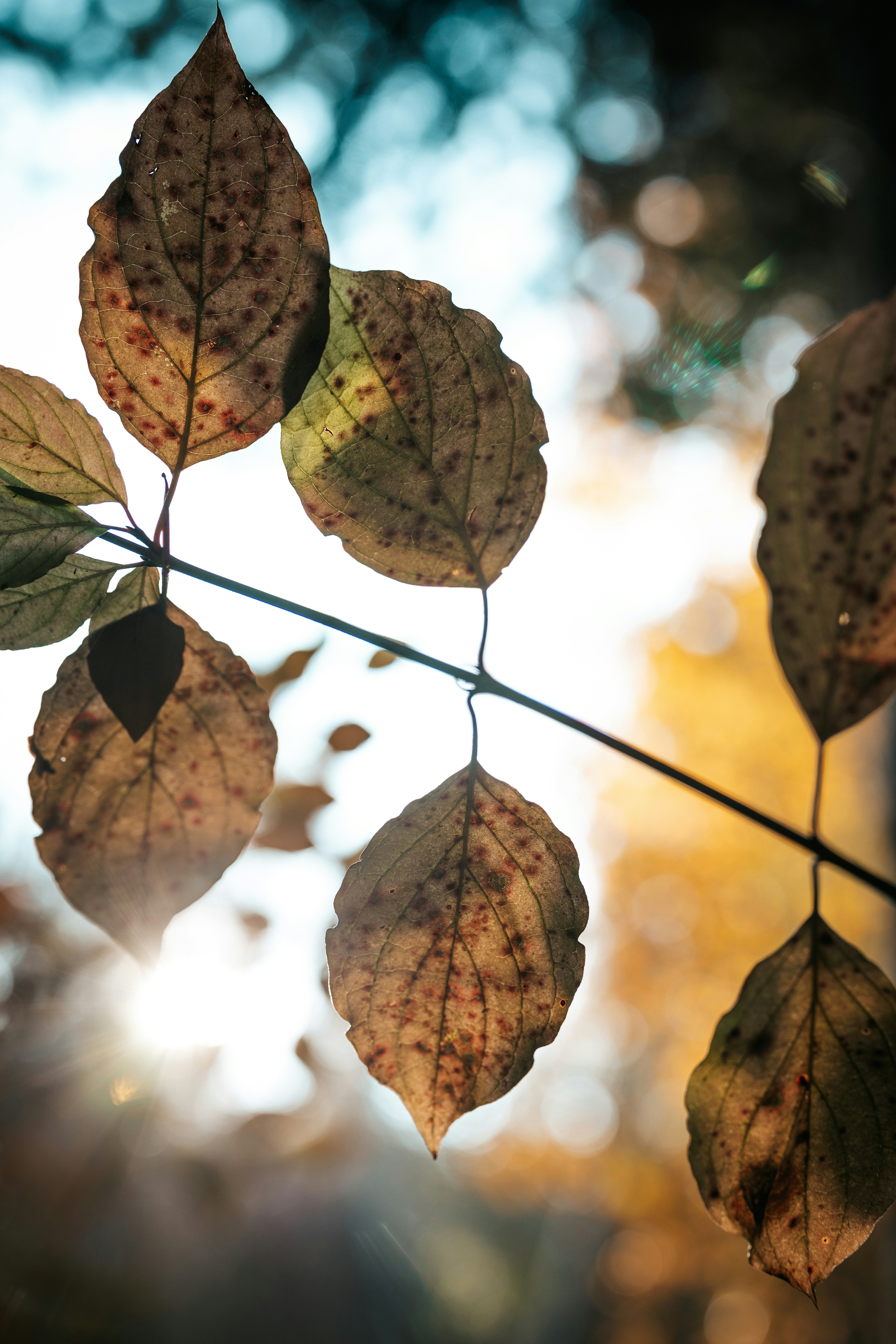 Photo by viewofsamu