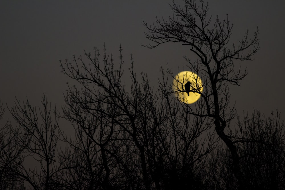 a bird sitting on a tree branch in front of a full moon
