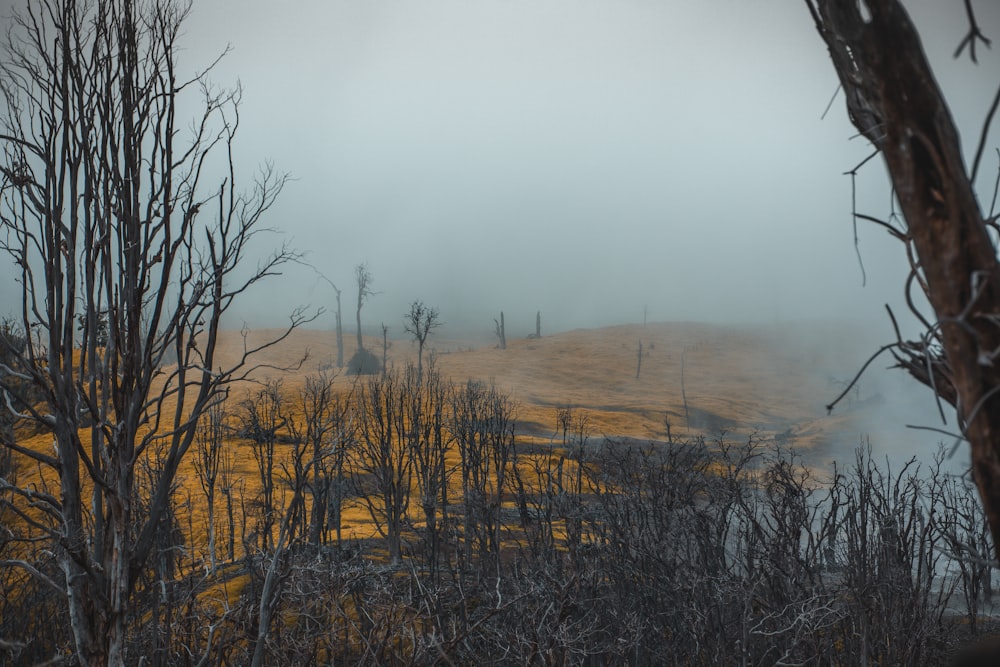 a foggy field with dead trees and yellow grass